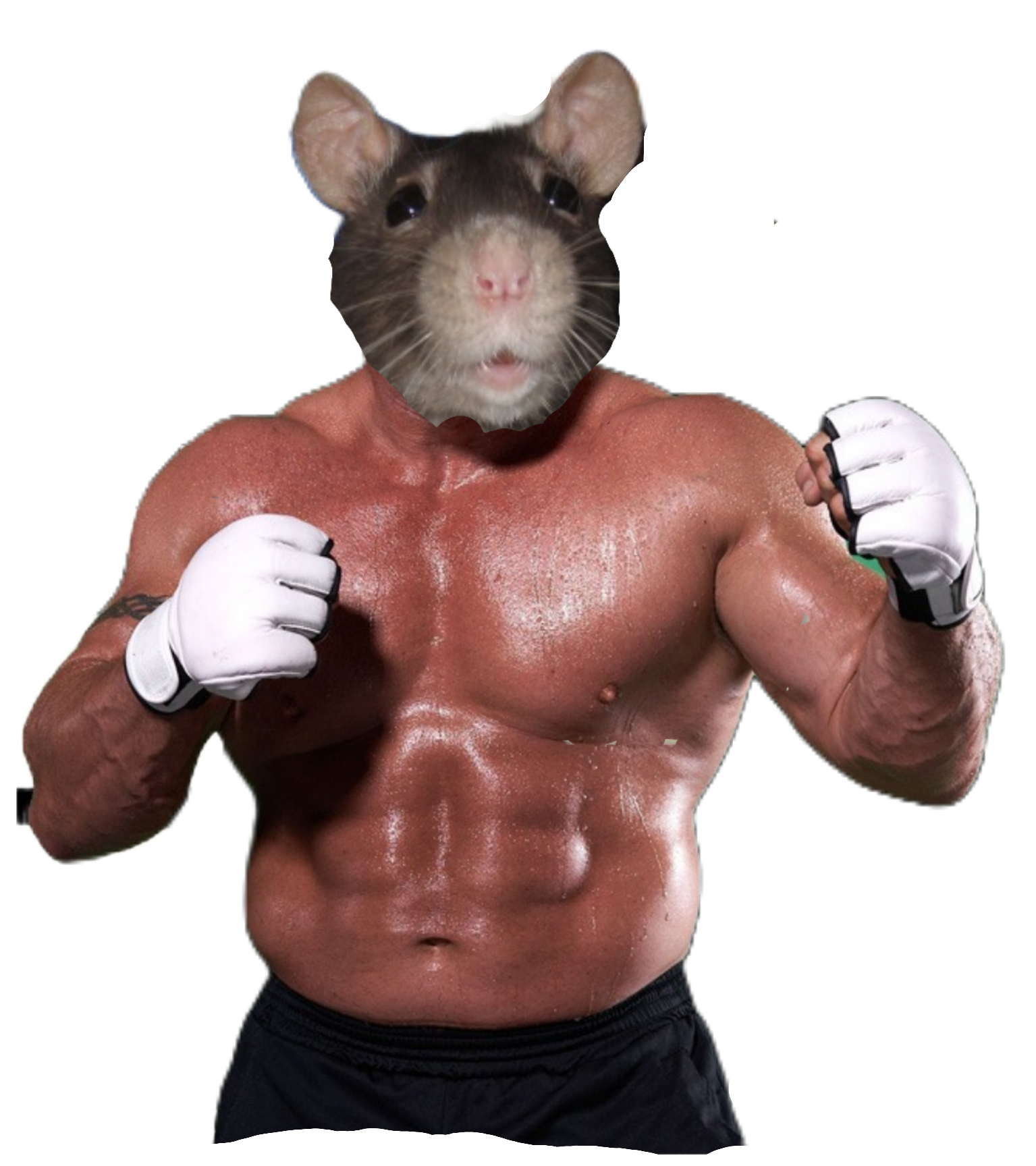 rat muscle
