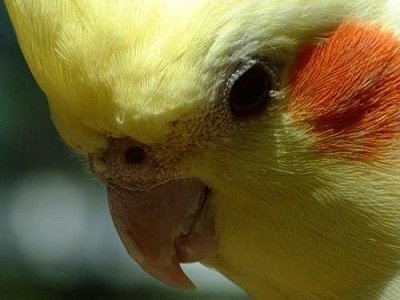 wazo triste oiseau pleure