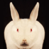 lapin-athee