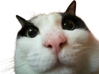 chat rigolo stunnax chokbar