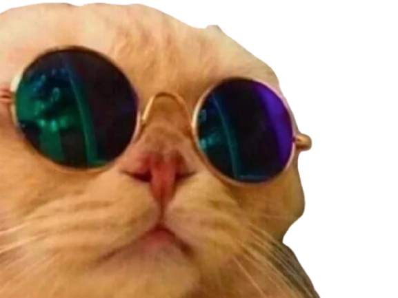 chat lunettes soleil chill cool kiffeur