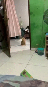 glandilus tonton adolf sieg heil kampf symbol geste spacex doge maga wwg1wga tesla openai katz