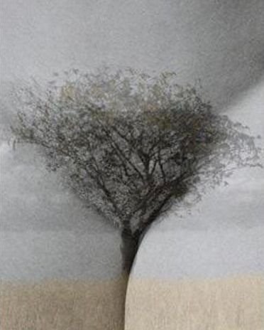 arbre dessin