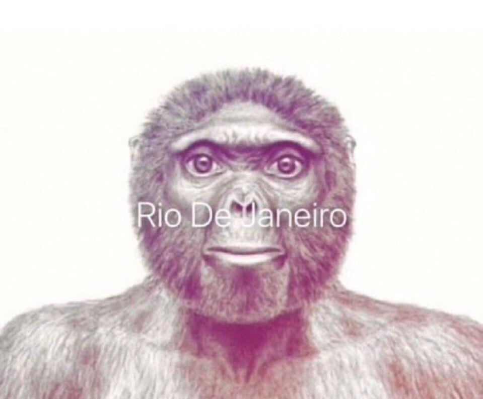 singe rio riodejaneiro bresil brasil monkey