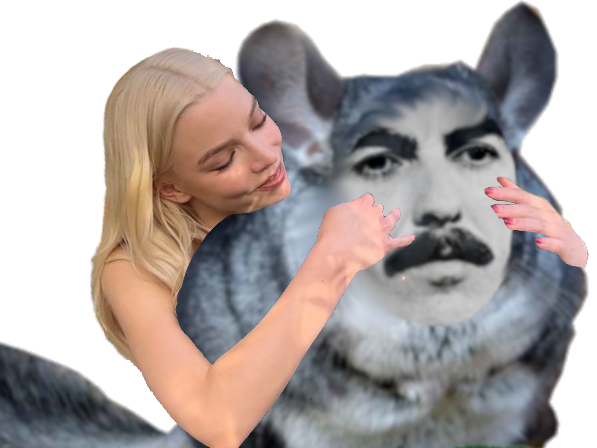 anya taylor joy calin chinchilla routealimages