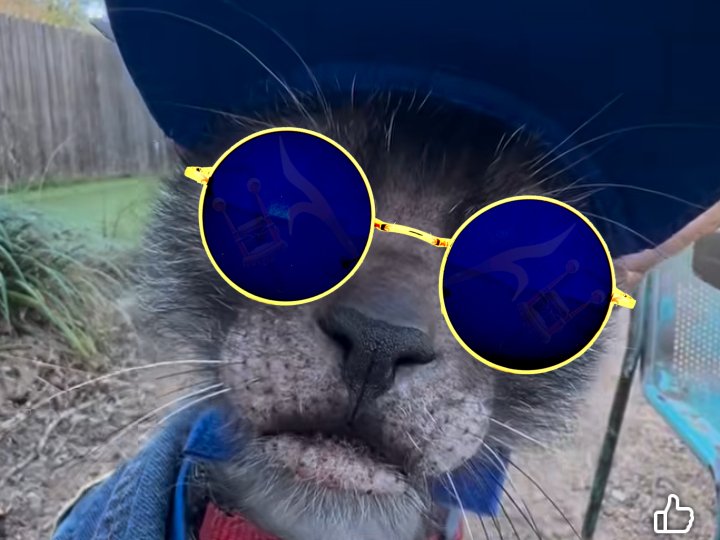 chat lunettes bleu casquette chad cat gris ready