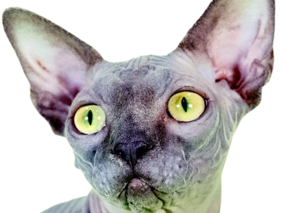 animal felin chat sphinx bleu yeux verts semi-cobby duvet sans-poils