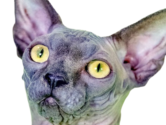 animal felin chat sphinx bleu yeux verts semi-cobby duvet sans-poils