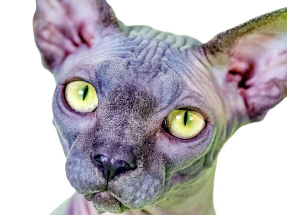 animal felin chat sphinx bleu yeux verts semi-cobby duvet sans-poils