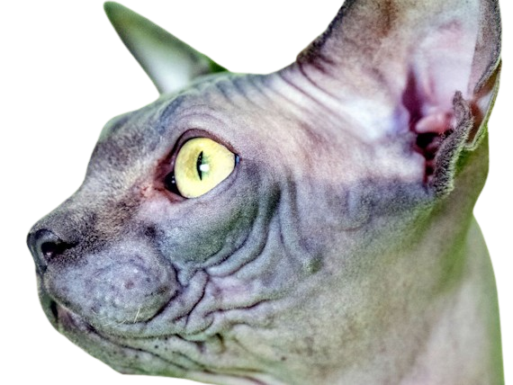 animal felin chat sphinx bleu yeux verts semi-cobby duvet sans-poils