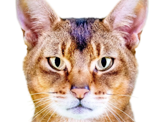 animal felin chat abyssin bunny cat lapin aby medioligne foreign fourrure usual lievre