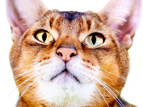 animal felin chat abyssin bunny cat lapin aby medioligne foreign fourrure usual lievre