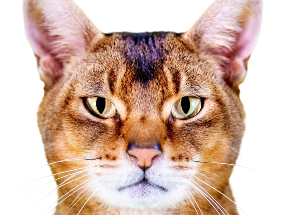 animal felin chat abyssin bunny cat lapin aby medioligne foreign fourrure usual lievre