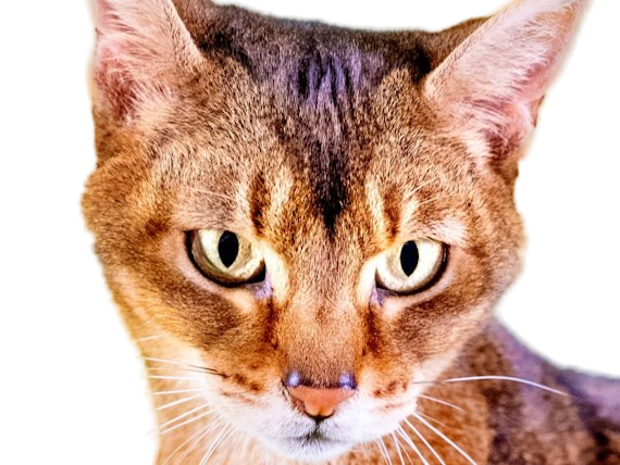 animal felin chat abyssin bunny cat lapin aby medioligne foreign fourrure usual lievre