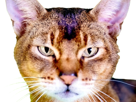 animal felin chat abyssin bunny cat lapin aby medioligne foreign fourrure usual lievre