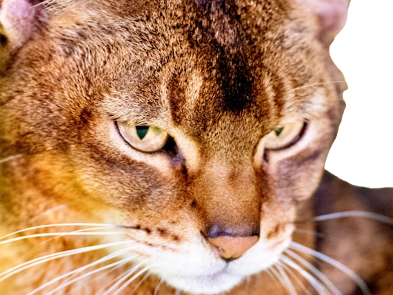 animal felin chat abyssin bunny cat lapin aby medioligne foreign fourrure usual lievre