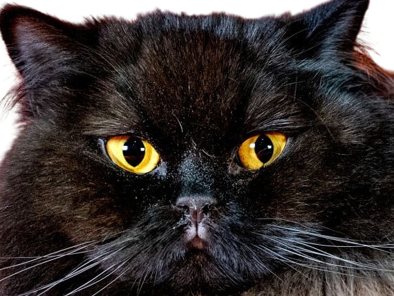 animal felin chat british longhair semi-cobby fourrure noire yeux oranges