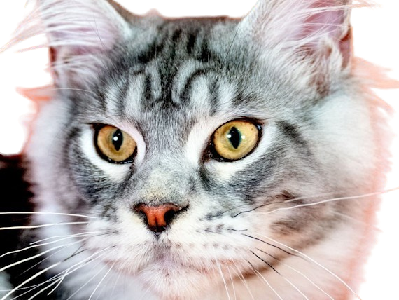 animal felin chat maine coon rectangulaire long substantiel fourrure noire silver tabby yeux jaune