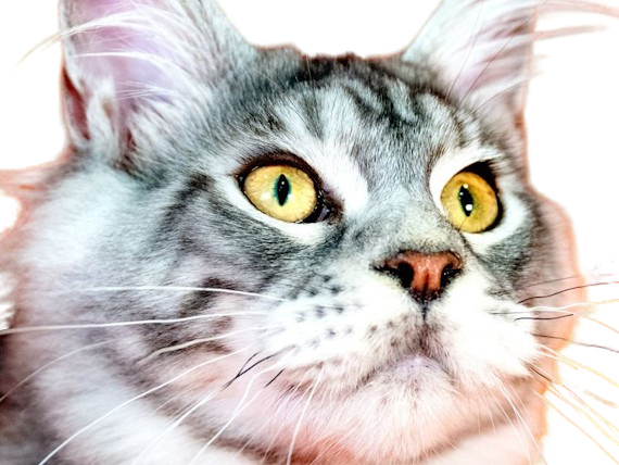 animal felin chat maine coon rectangulaire long substantiel fourrure noire silver tabby yeux jaune