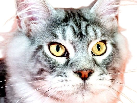 animal felin chat maine coon rectangulaire long substantiel fourrure noire silver tabby yeux jaune