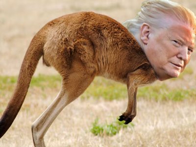 kangourou trump orange