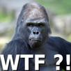 gorille-singe-zoo-what-the-fuck-wtf