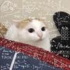 glandilus-gato-meow-miaou-calcul-calc-trigo-math-idea-brain-iq-nombre-nb-chiffre-num