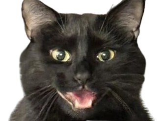 chat style mignon classe bg noir echarpe habit colere