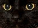 chat-style-mignon-classe-bg-noir-echarpe-habit-casquette-zoom