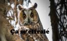 hibou-effraye-peur-crainte-choque-hir0e-effraie
