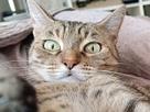 chat-content-miaou