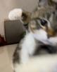 glandilus-ragix-geste-arf-hum-pff-gato-fk-shh-stfu-silence-tg-rude-hate-nerf