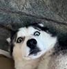 husky-thibault-laurent-mizumi