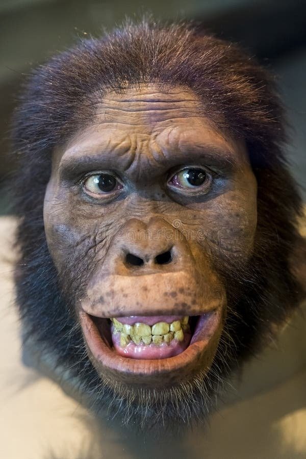 singe australopitheque ancetre