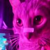 glandilus-gato-katz-mao-meow-miaou-kitty-fluo-self-arf-hum-pff-bru-dac-agree