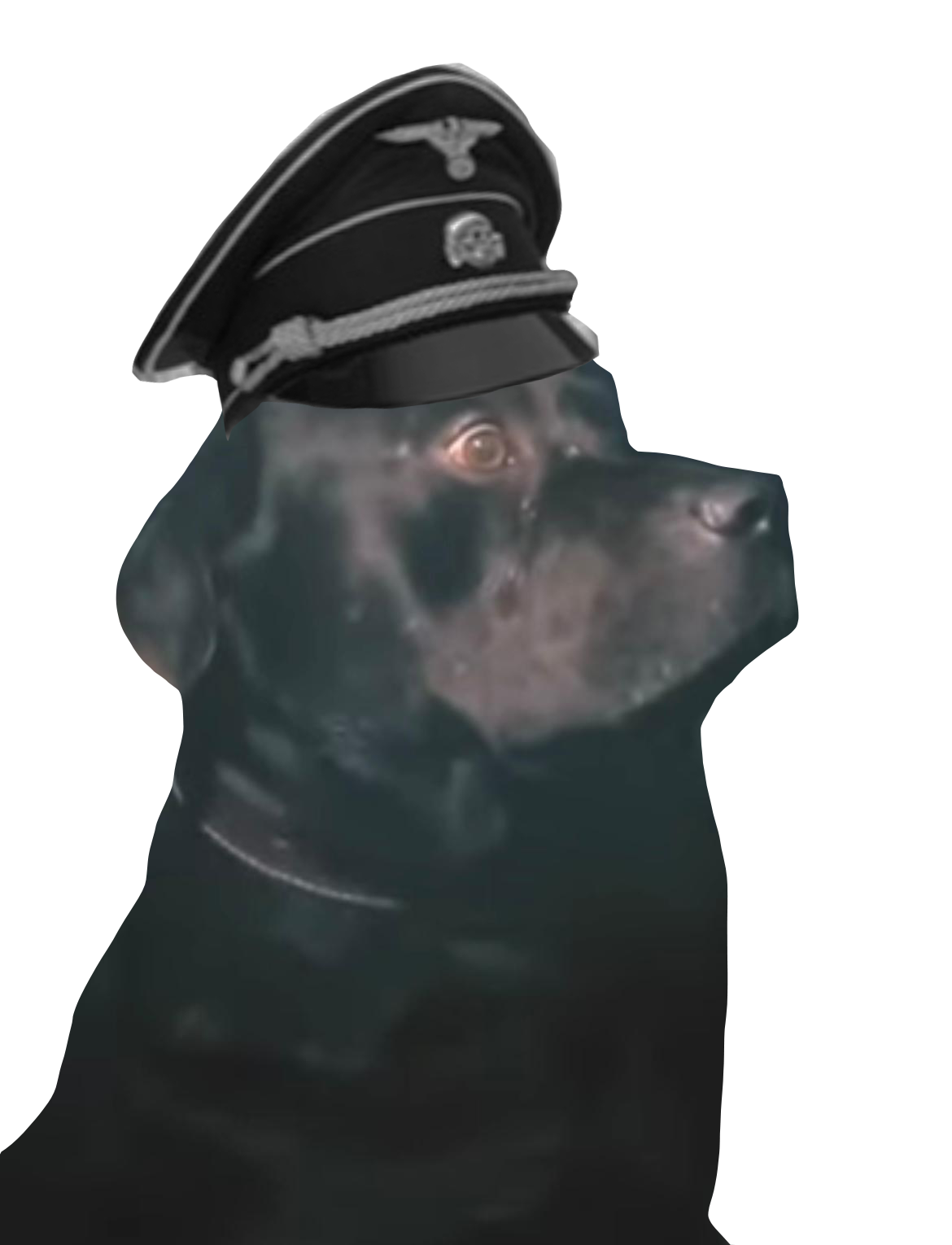 maximus chien nazi