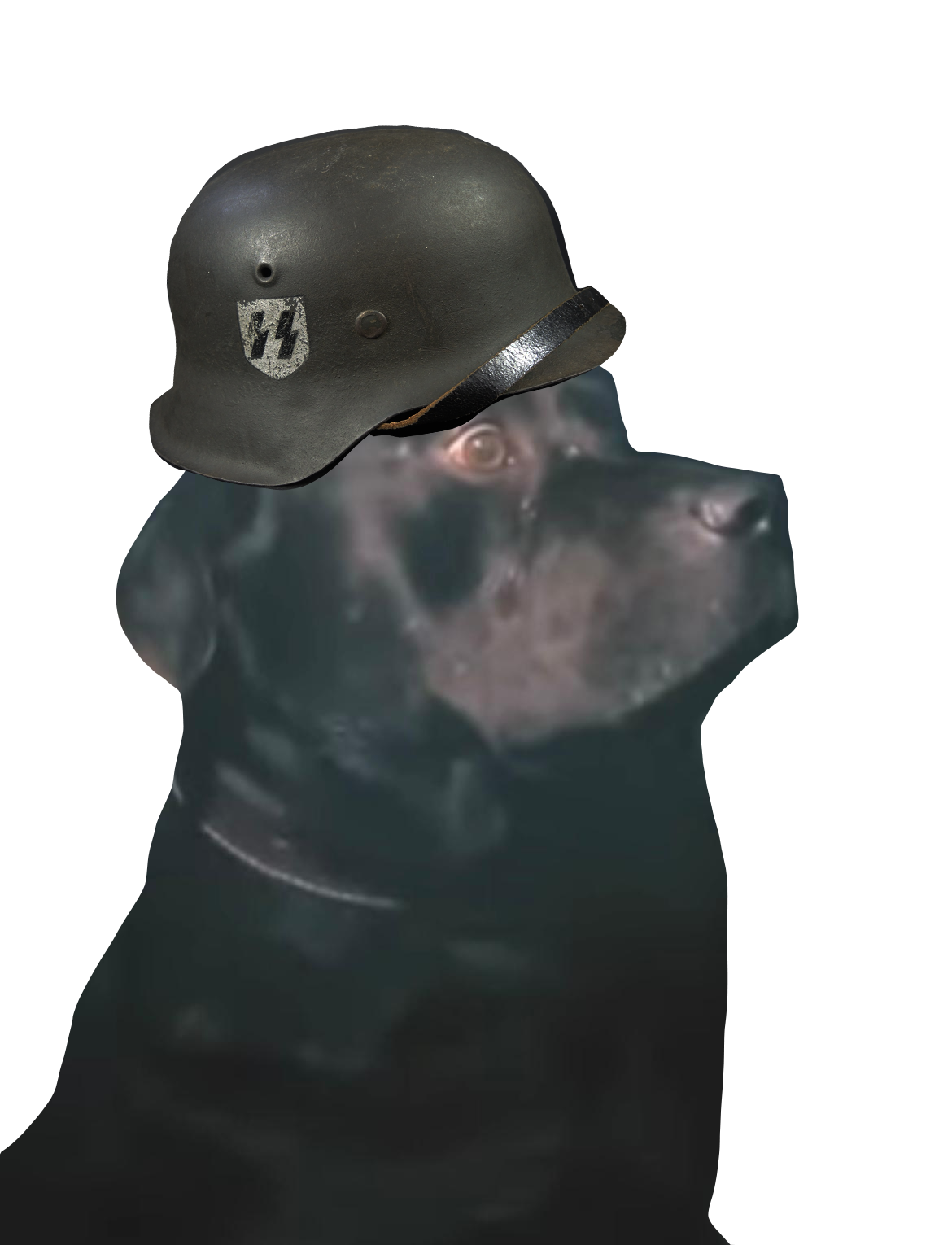 maximus chien nazi