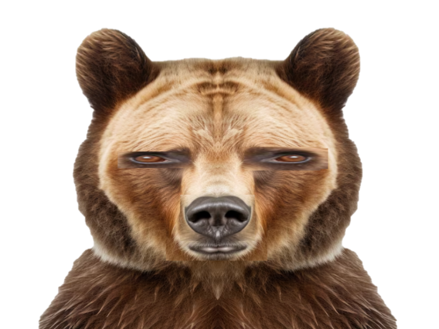 ours brun bear urside foret predateur predator animal animaux sauvage