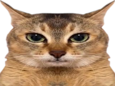 chat qui ont lair con