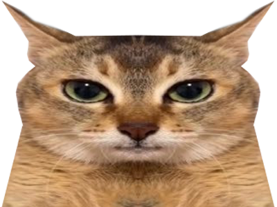 chat qui ont lair con