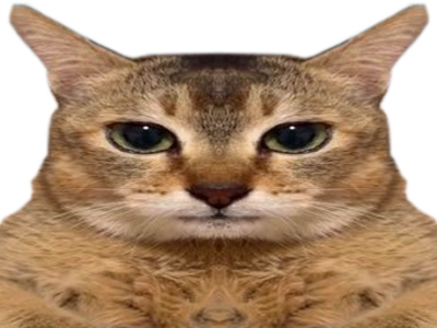 chat qui ont lair con