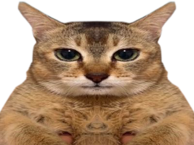 chat qui ont lair con