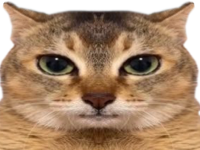 chat qui ont lair con