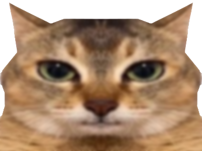 chat qui ont lair con