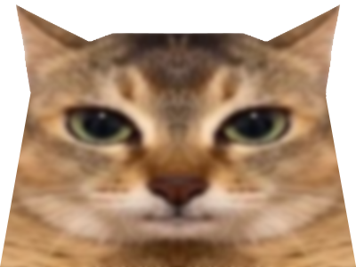 chat qui ont lair con