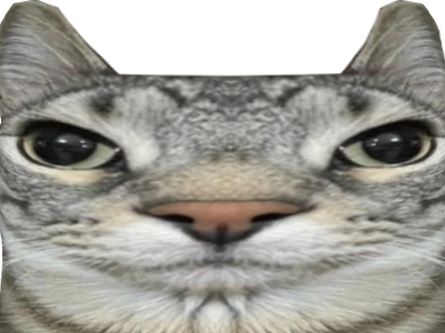 chat qui ont lair con