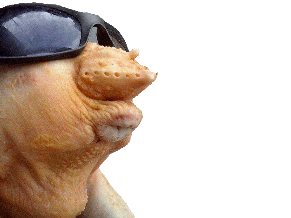 pascal op pascalop lunette monstre