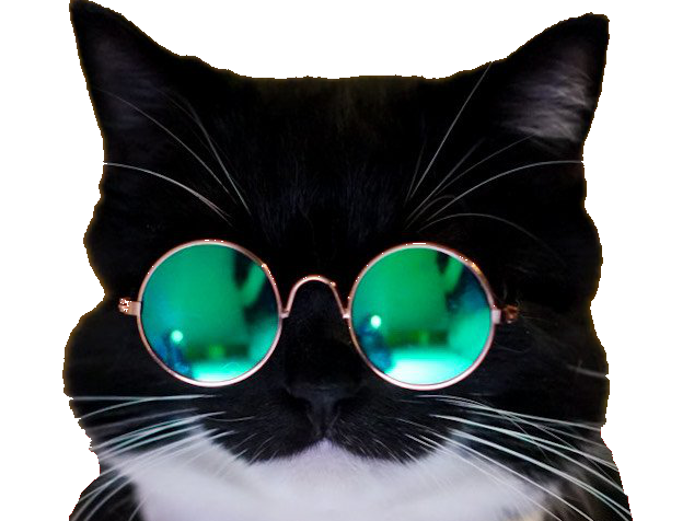 chat lunette