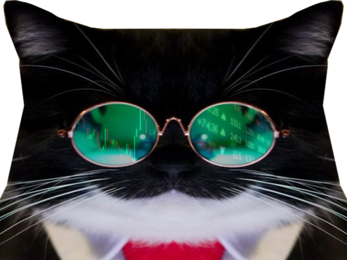 chat mignon uni maxwell lunette cravate trader boss