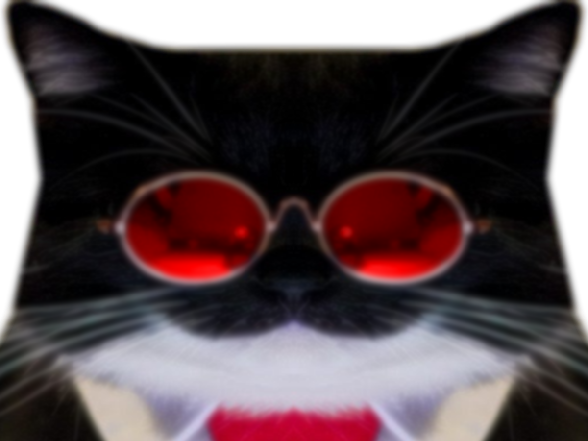 chat mignon uni maxwell lunette cravate trader boss